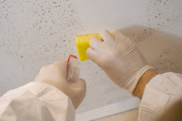 Professional Mold Removal in Adairsville, GA