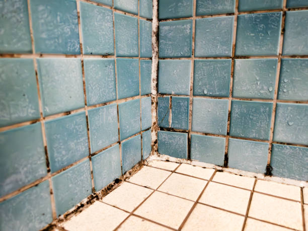 Best Real Estate Mold Inspection  in Adairsville, GA