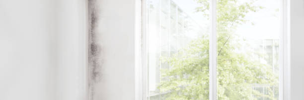 Best Attic Mold Removal  in Adairsville, GA