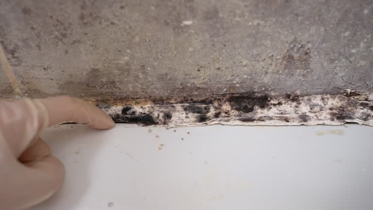 Best Mold Odor Removal Services  in Adairsville, GA