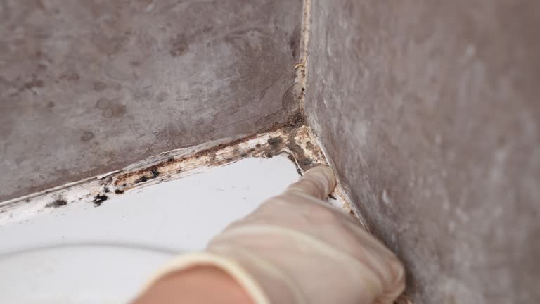 Environmental Consulting for Mold Prevention in Adairsville, GA